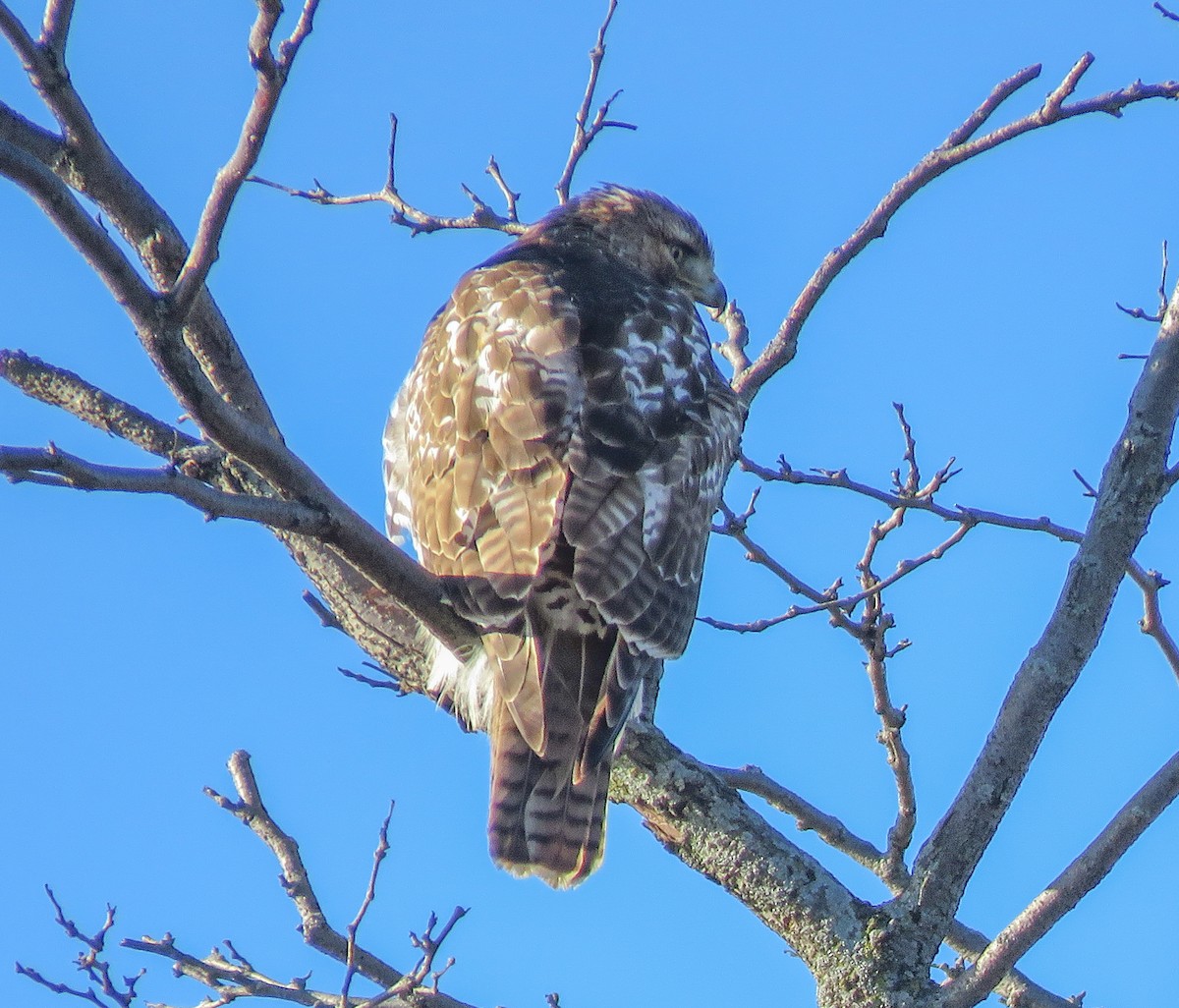 Red-tailed Hawk - ML645773641