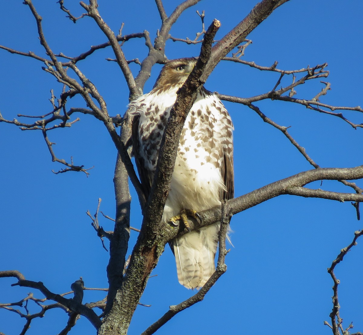 Red-tailed Hawk - ML645773642