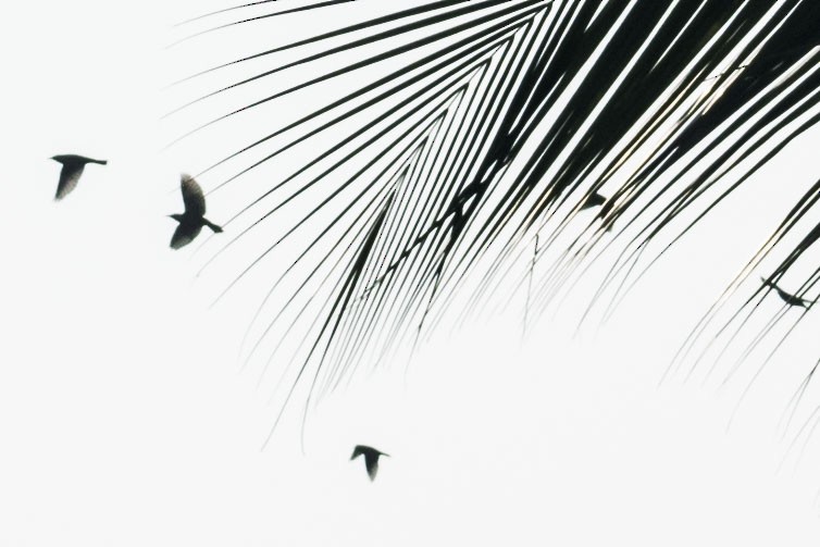 Asian Green Bee-eater - ML645773643