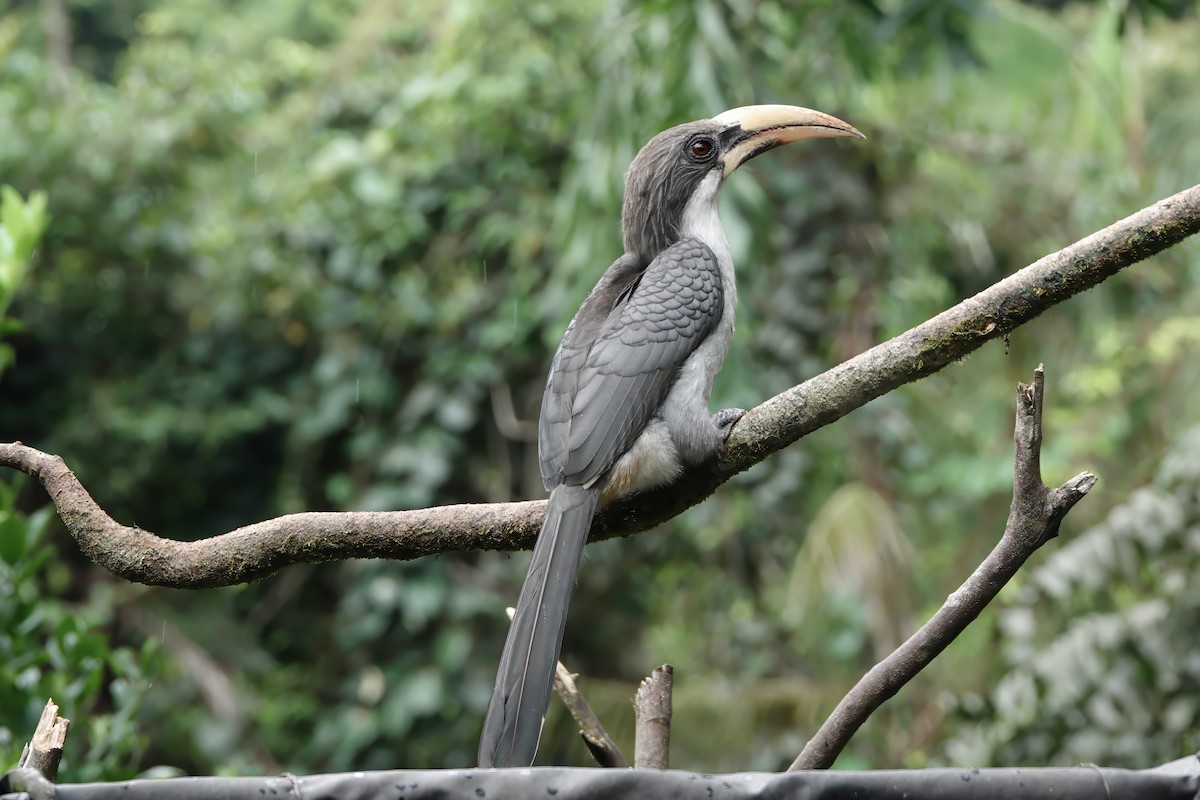 Sri Lanka Gray Hornbill - ML645773644