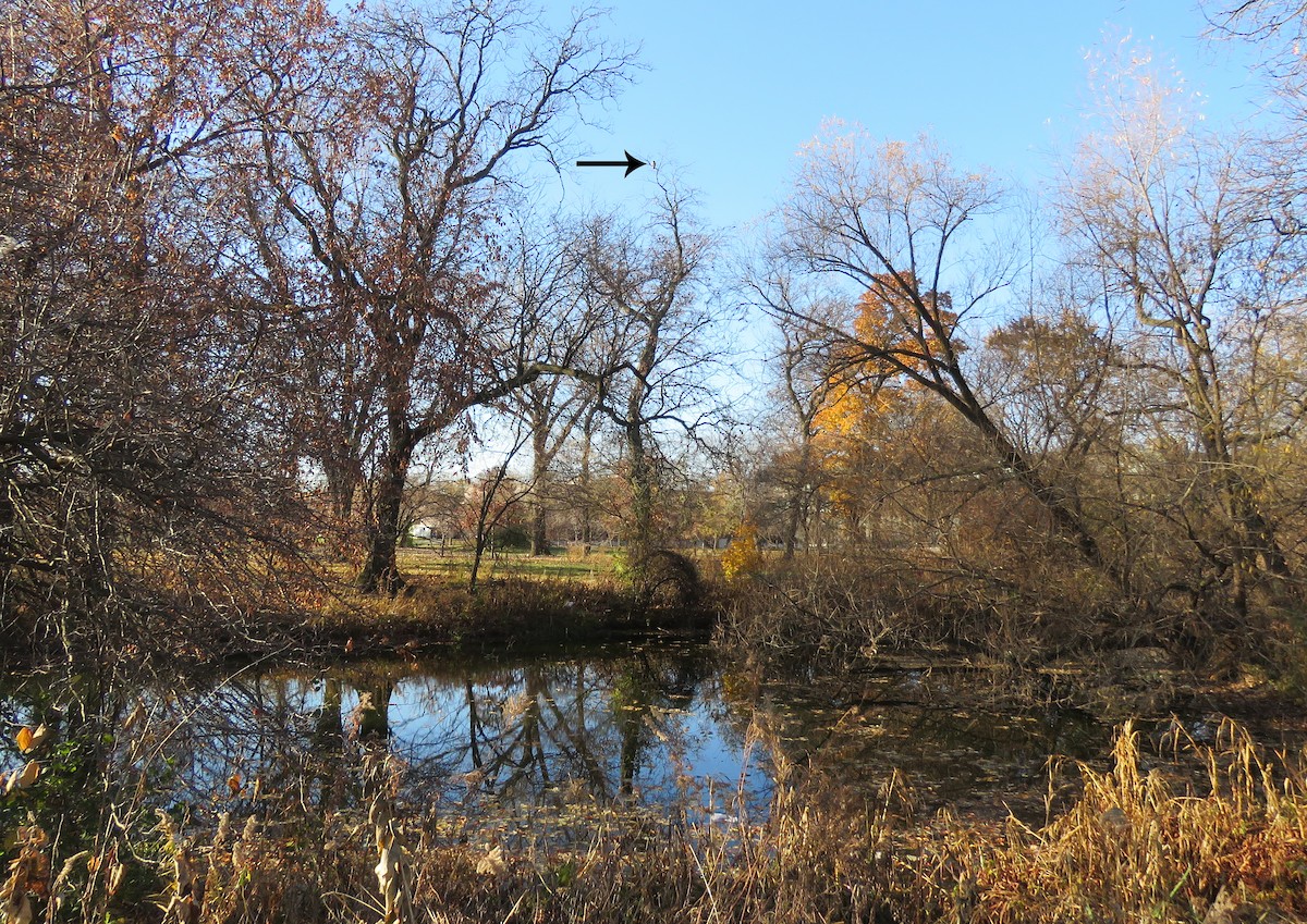 Red-tailed Hawk - ML645773645