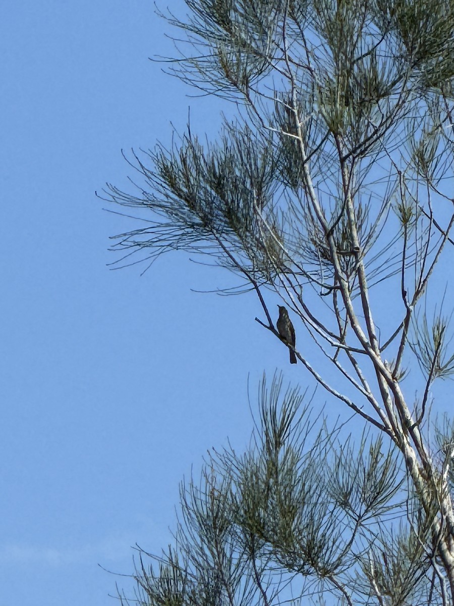 Sahul Brush Cuckoo - ML645773647