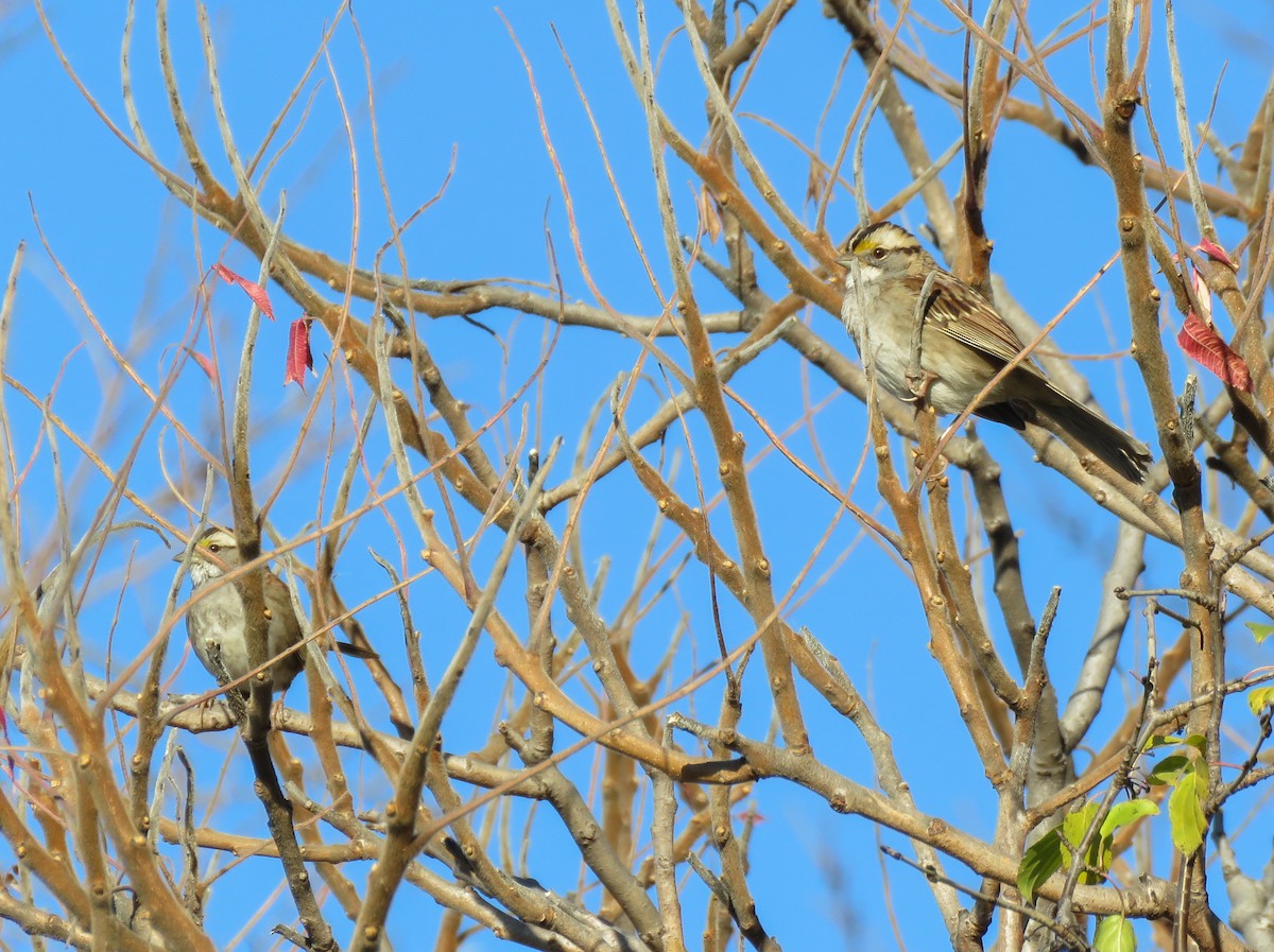 White-throated Sparrow - ML645773648