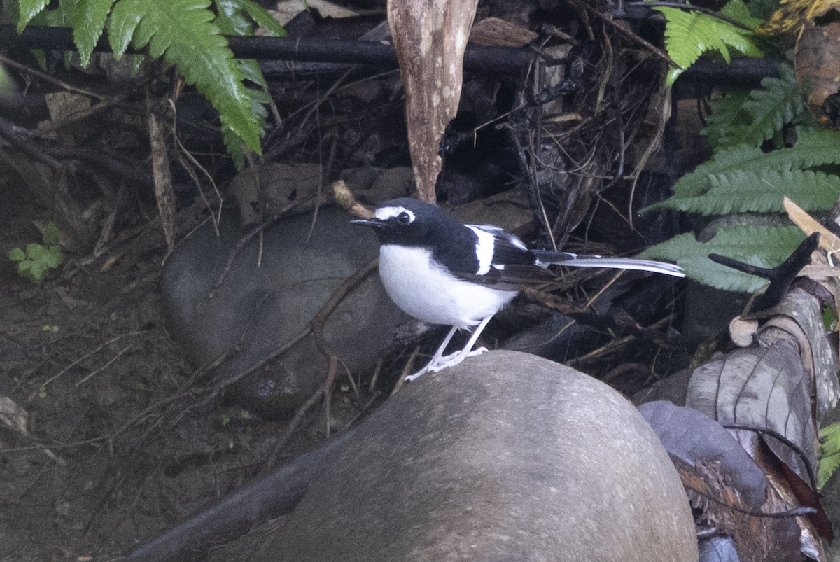 Black-backed Forktail - ML645773650