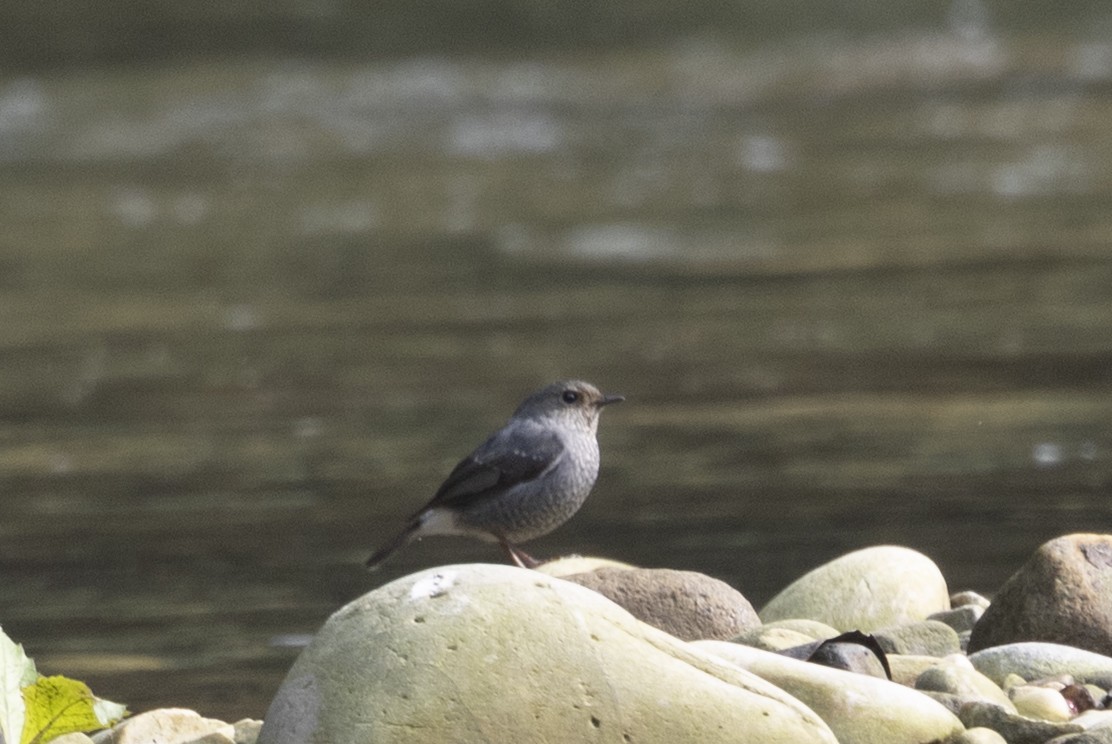 Plumbeous Redstart - ML645773651