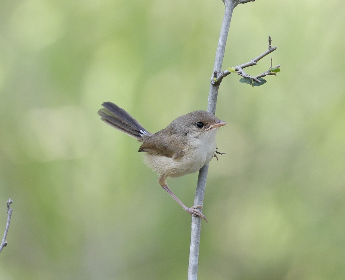 Purple-backed/Variegated Fairywren - ML645773652