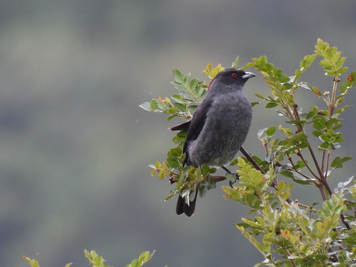 Red-crested Cotinga - ML645773653