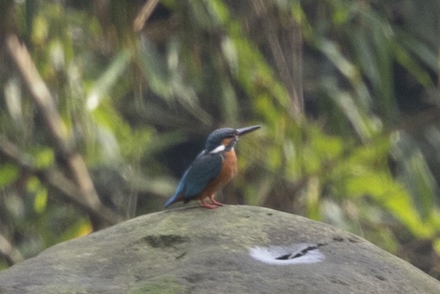 Common Kingfisher - ML645773654