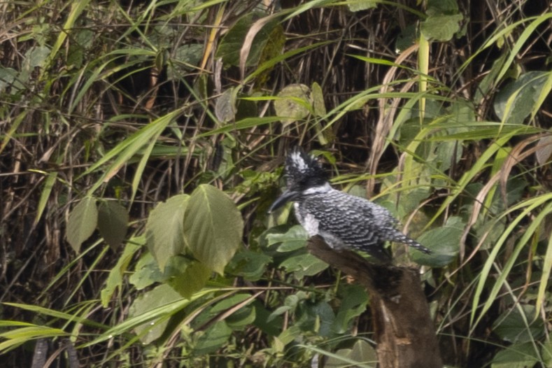 Crested Kingfisher - ML645773655