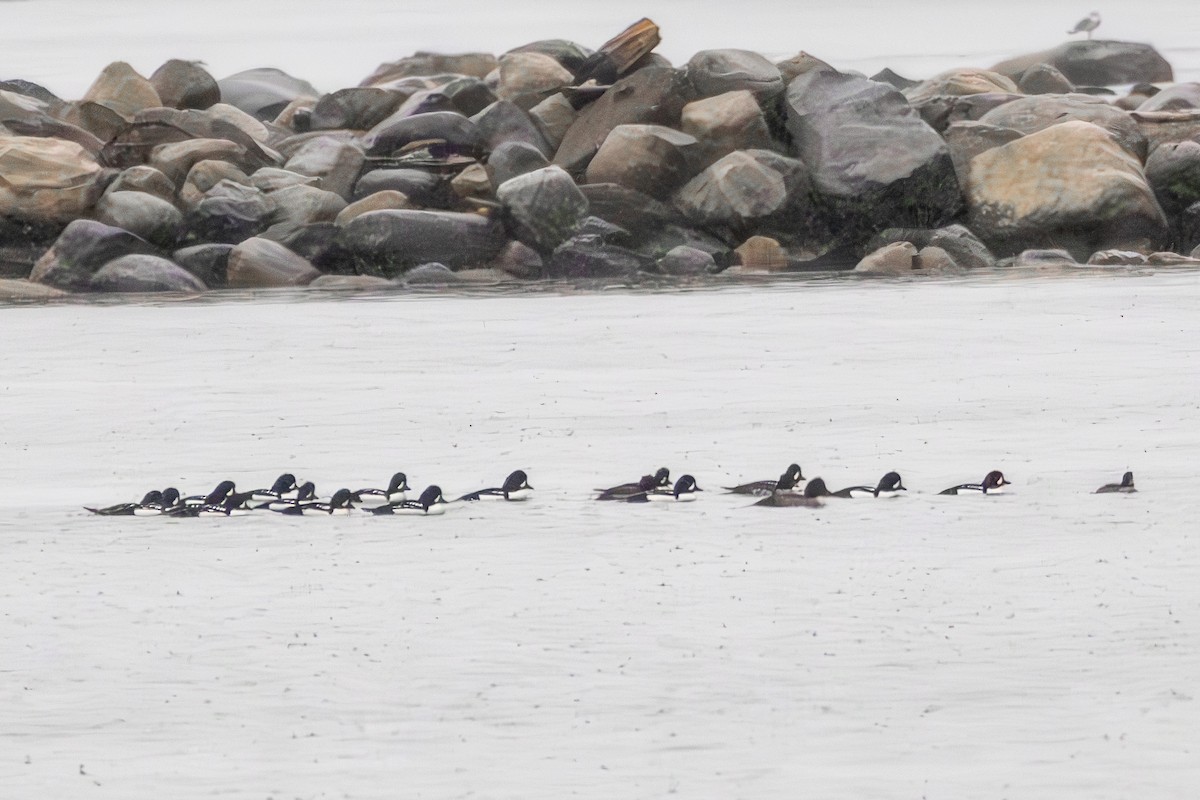Barrow's Goldeneye - ML645773656