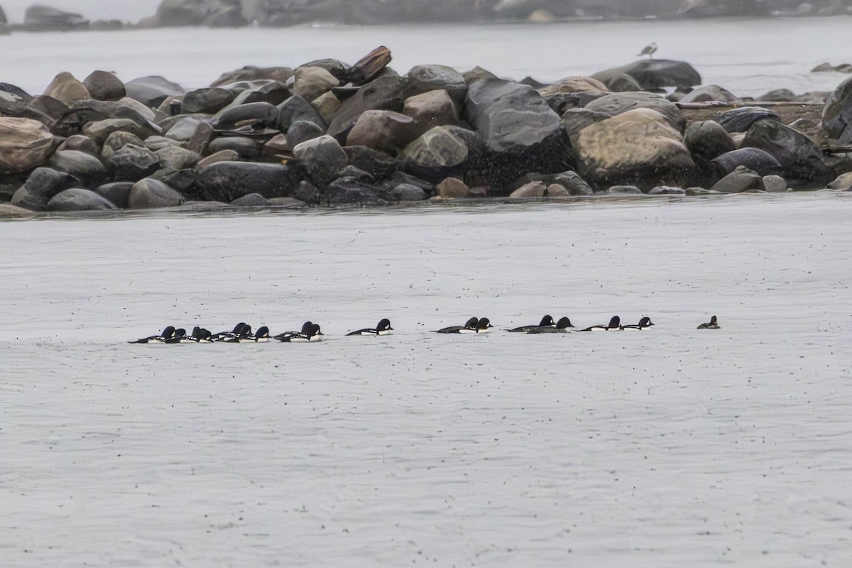 Barrow's Goldeneye - ML645773657