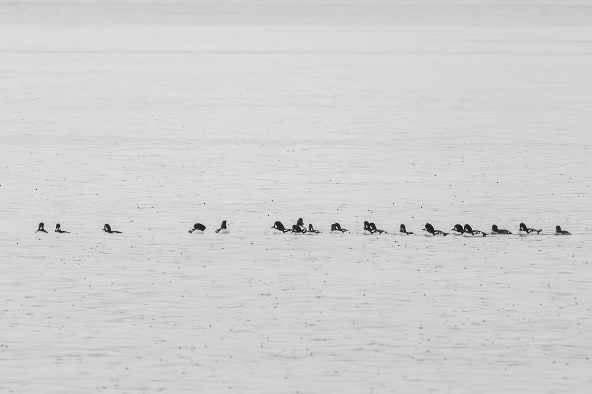 Barrow's Goldeneye - ML645773658