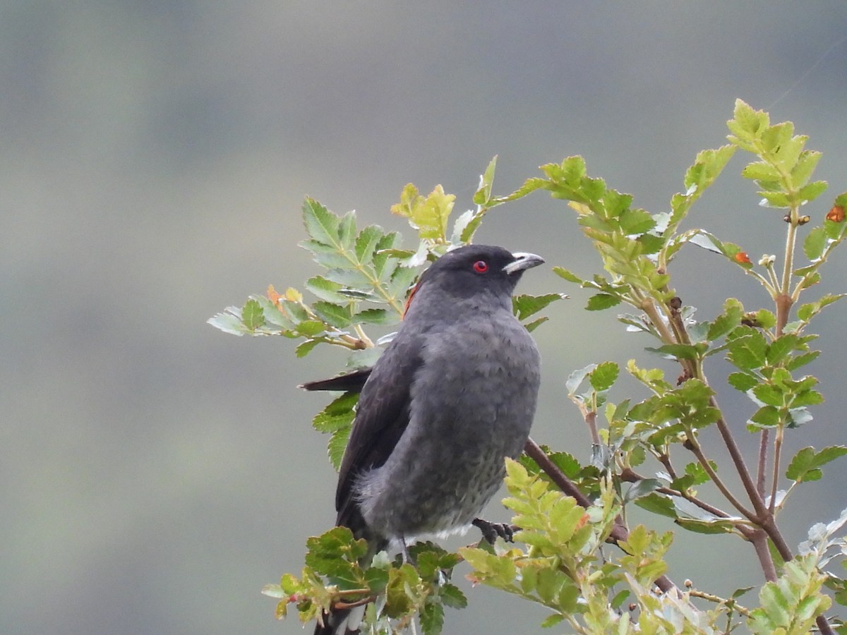 Red-crested Cotinga - ML645773661
