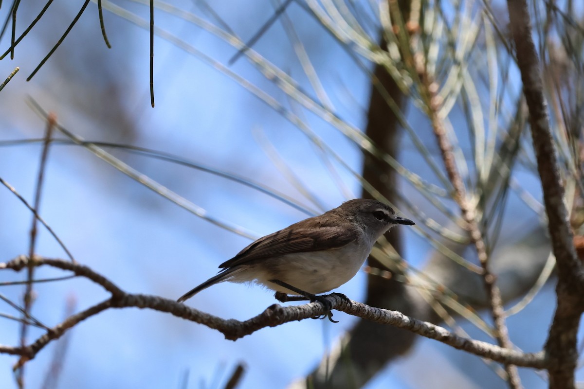 Mangrove Gerygone - ML645773664