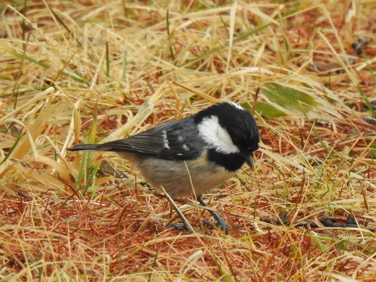 Московка - ML645773665