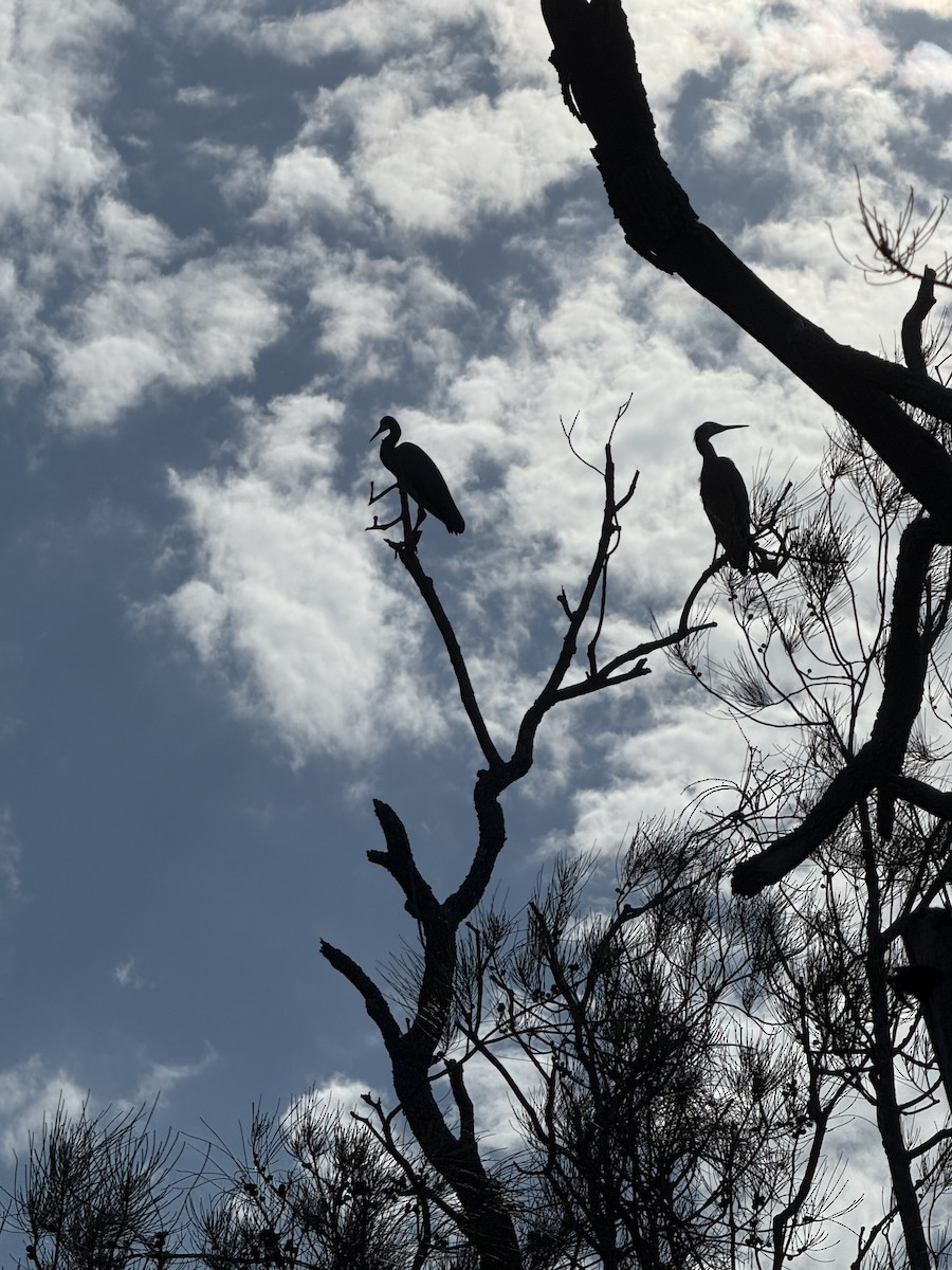 White-faced Heron - ML645773666