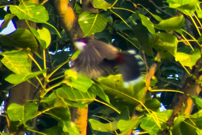 Red-whiskered Bulbul - ML645773668