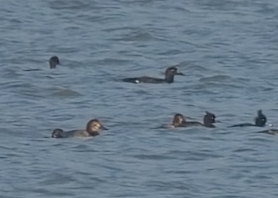 Stejneger's Scoter - ML645773672