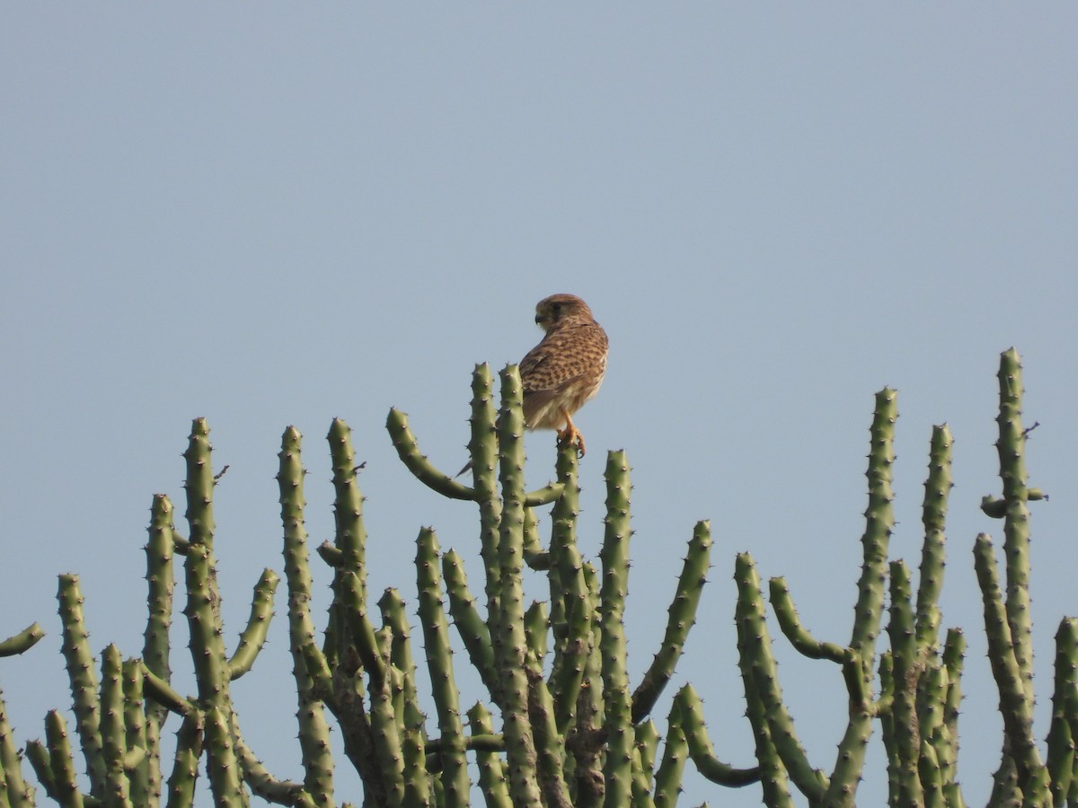 Eurasian Kestrel - ML645773673