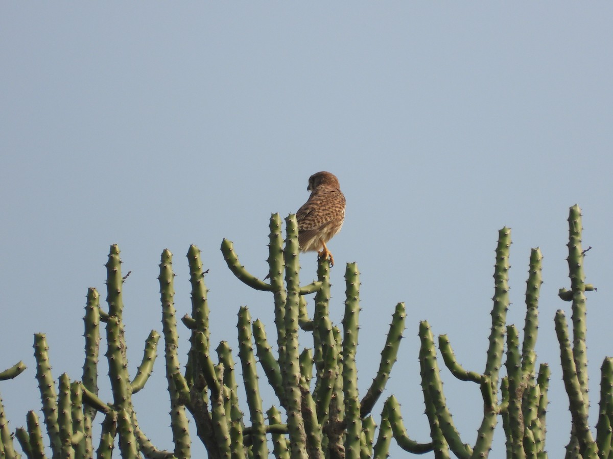 Eurasian Kestrel - ML645773674
