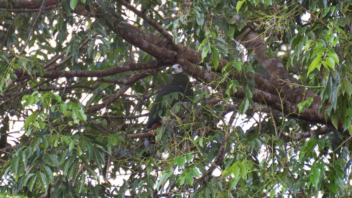 White-bellied Imperial-Pigeon - ML645773682