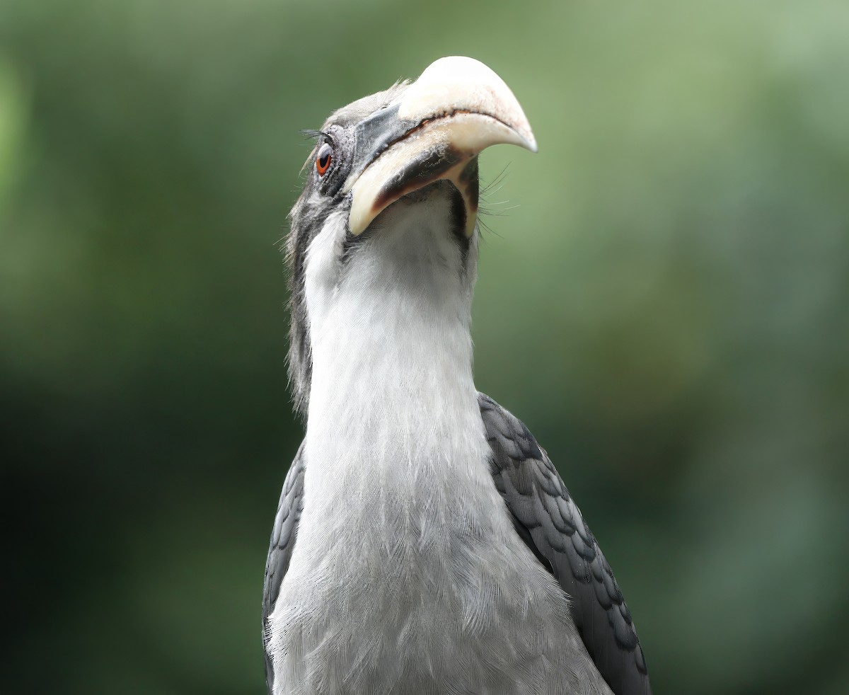 Sri Lanka Gray Hornbill - ML645773683