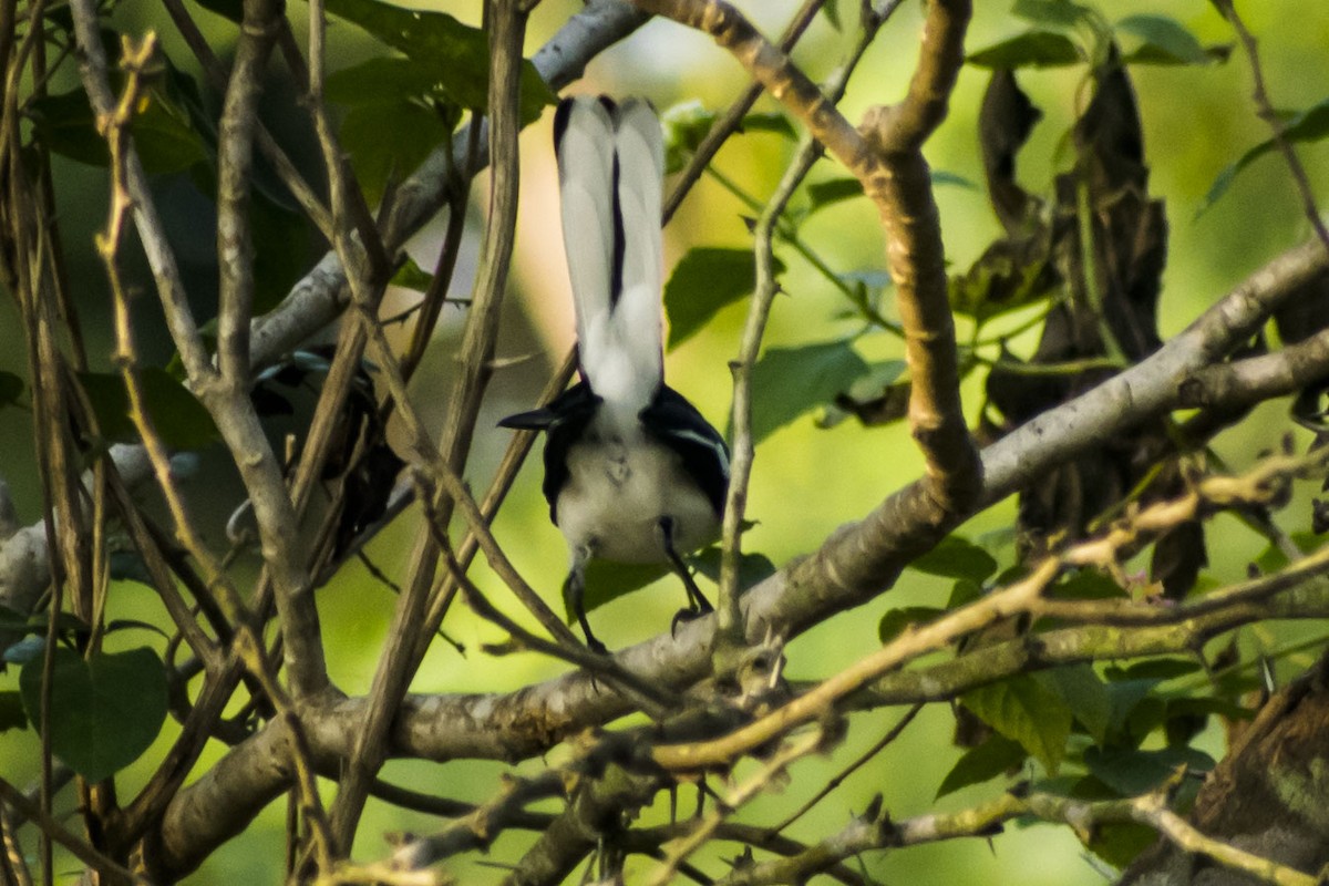 Oriental Magpie-Robin - ML645773686