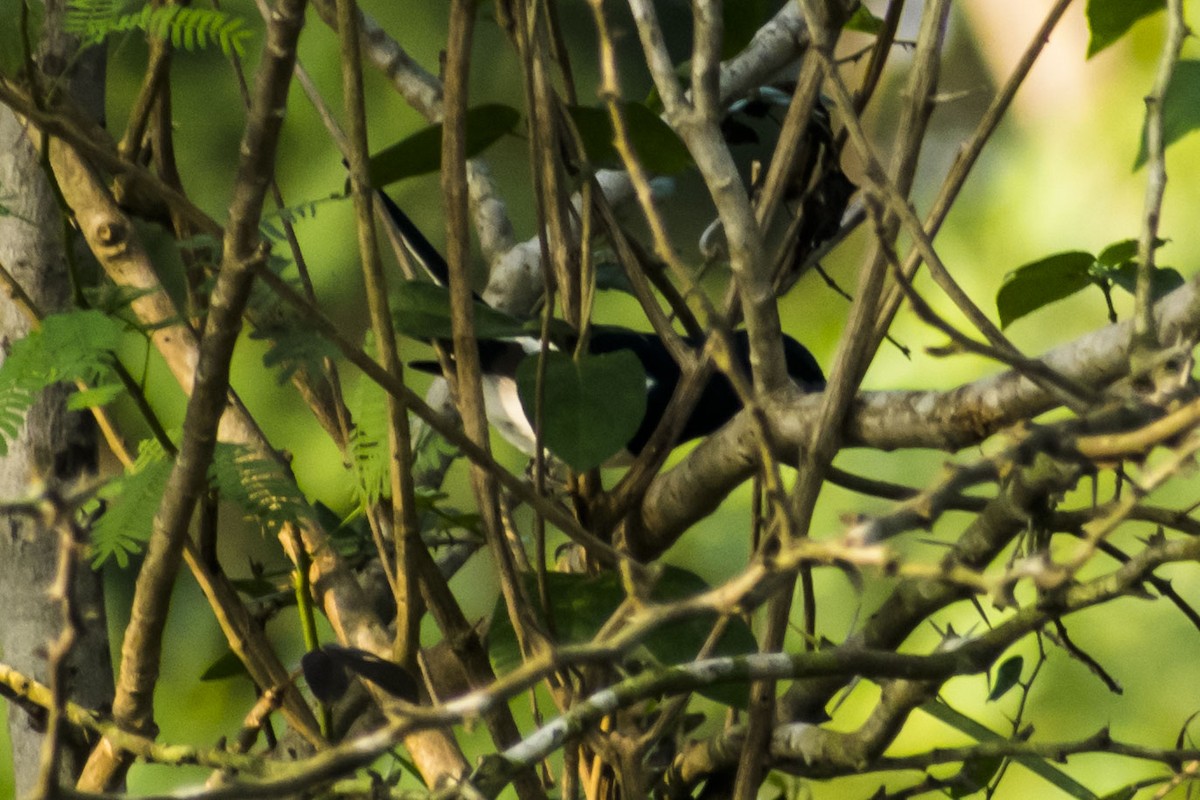 Oriental Magpie-Robin - ML645773687