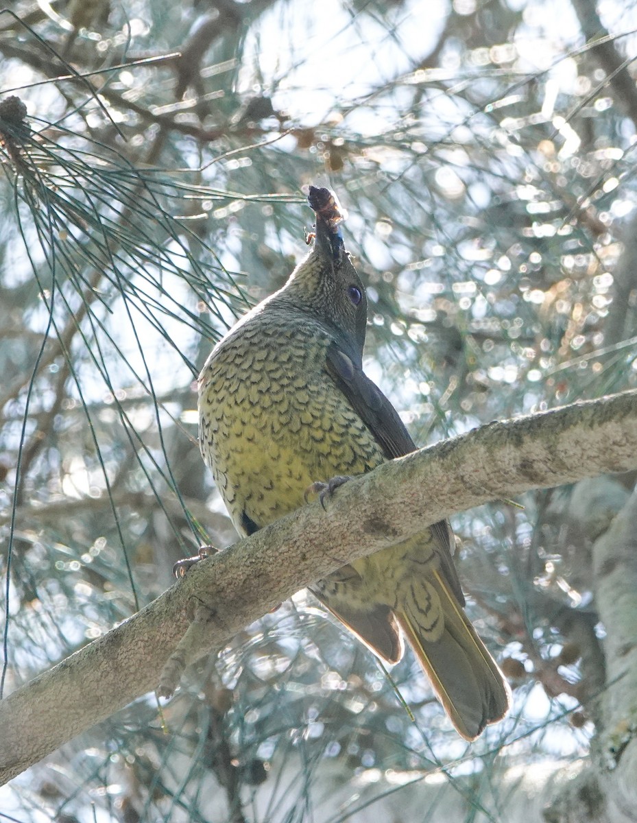 Атласный шалашник - ML645773689