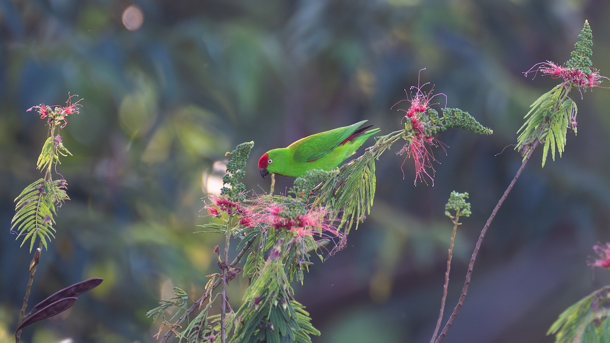 Сулавесский лорикулюс - ML645773690