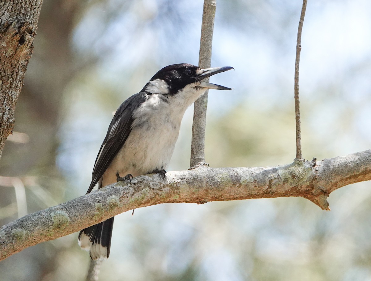 Серая флейтовая птица - ML645773691
