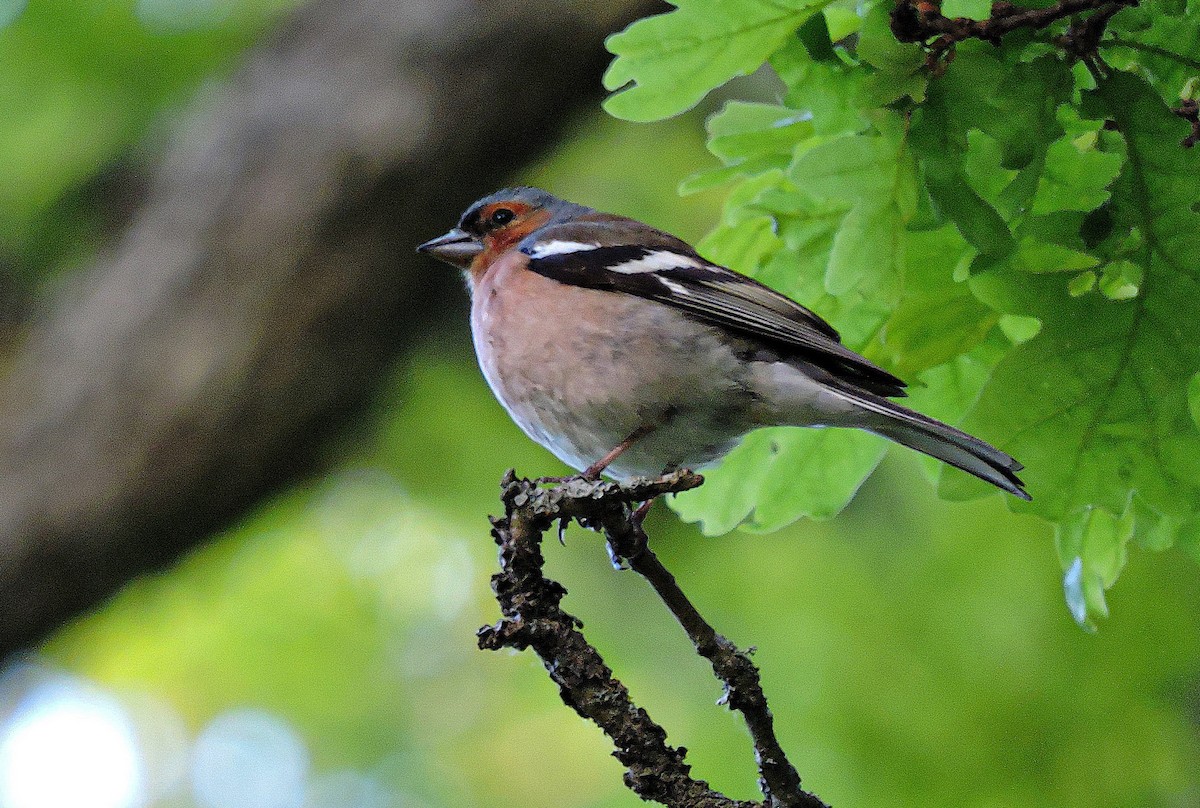 Зяблик - ML645773692