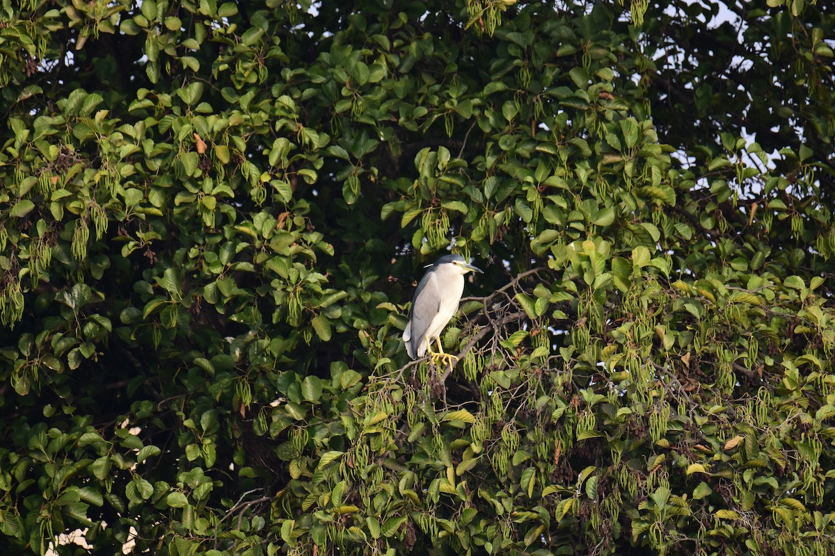 Black-crowned Night Heron - ML645773693