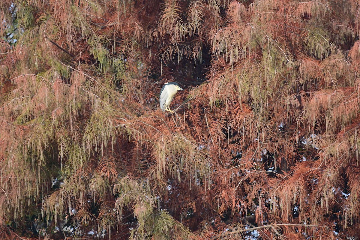Black-crowned Night Heron - ML645773694