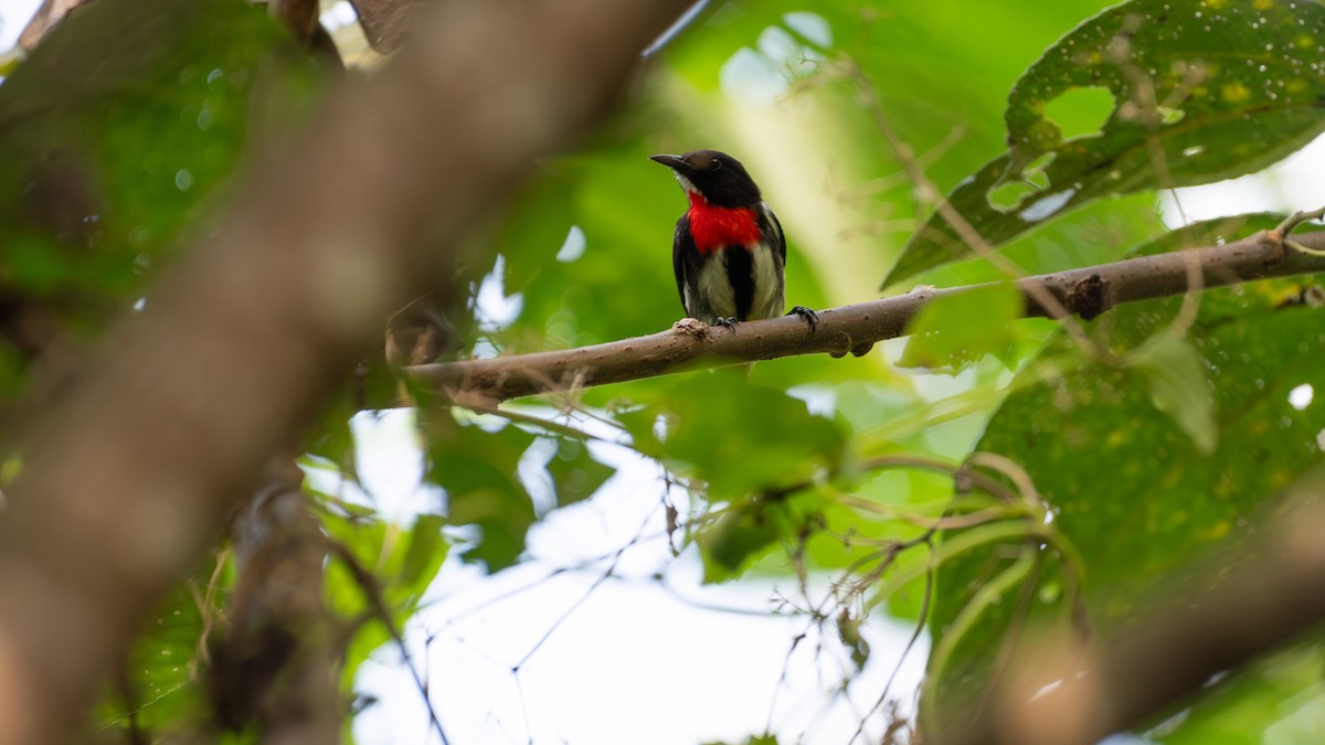 Красношапочный цветоед - ML645773696