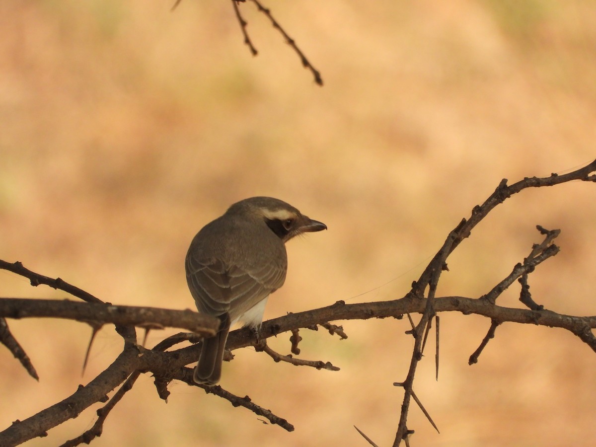 Белобровый личинколов - ML645773697