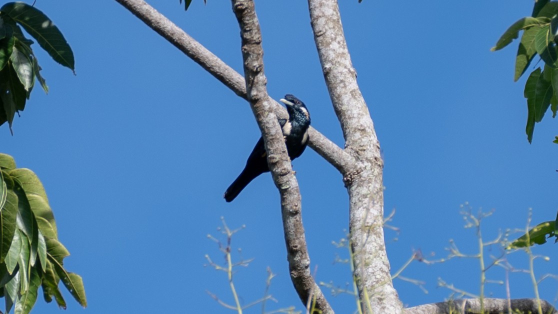 Сулавесский раджа - ML645773698