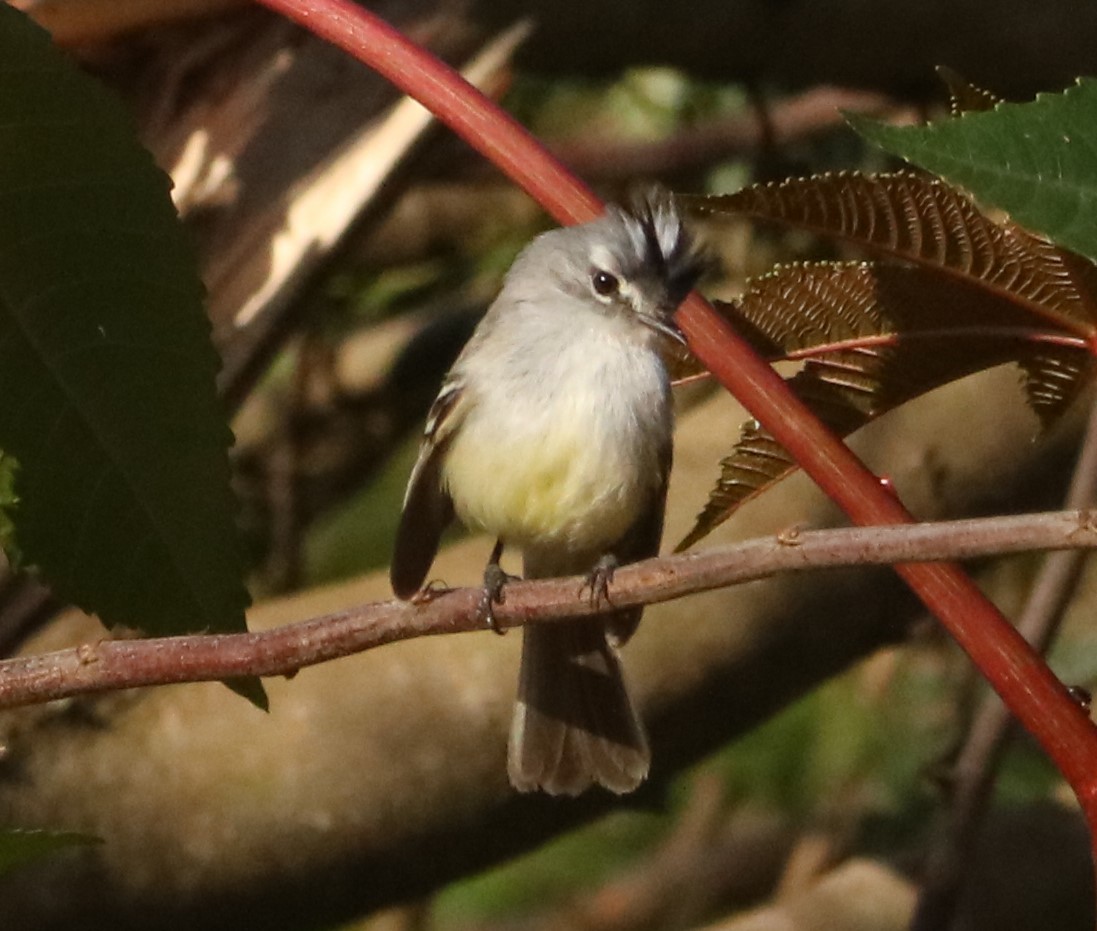 White-crested Tyrannulet - ML645773701
