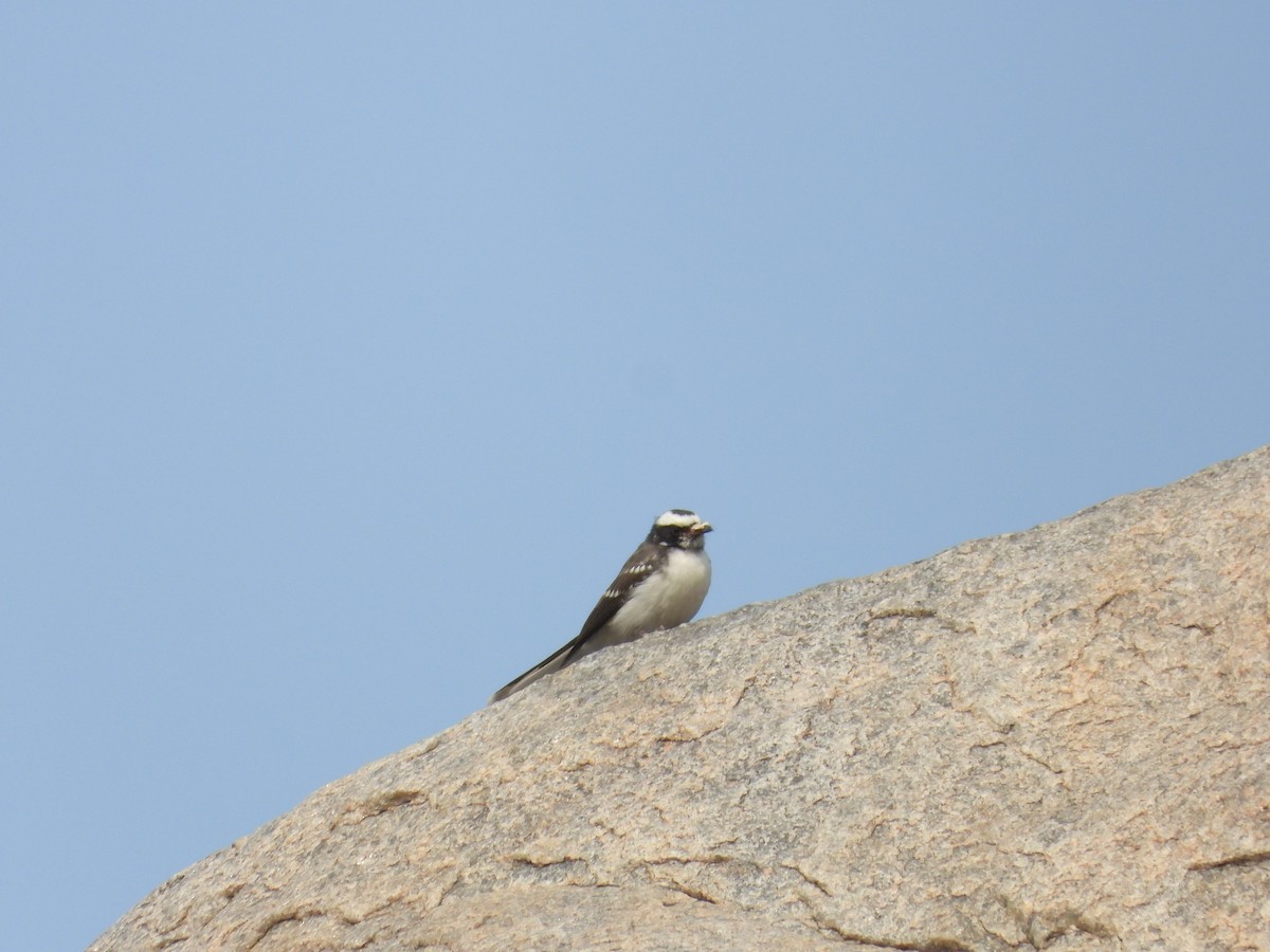 Белобровая веерохвостка - ML645773702