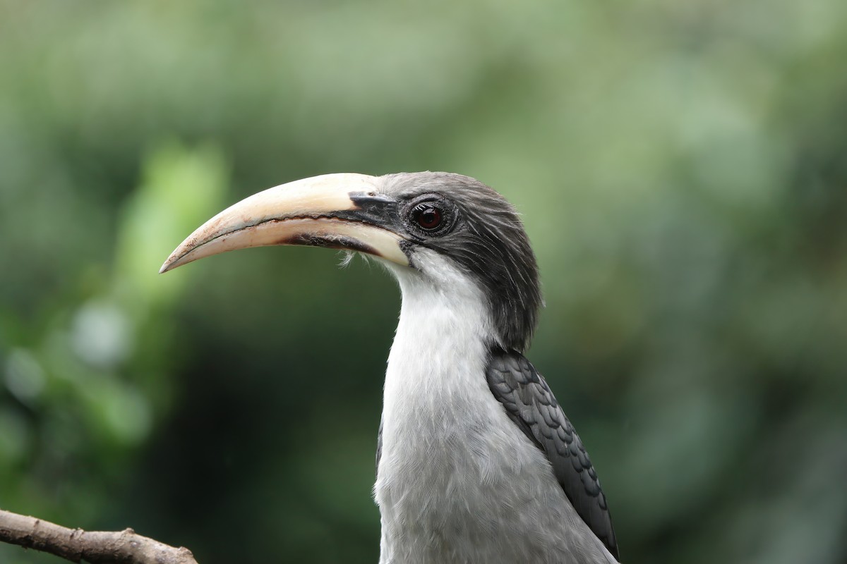 Цейлонский серый ток - ML645773703