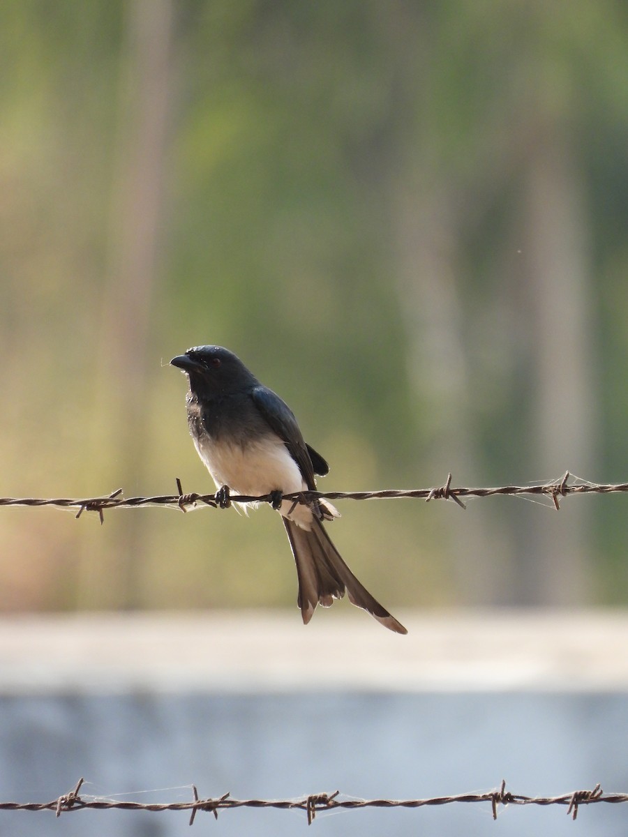 Белобрюхий дронго - ML645773704