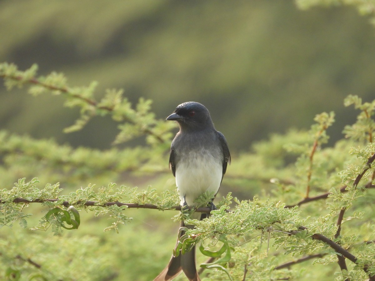 Белобрюхий дронго - ML645773705