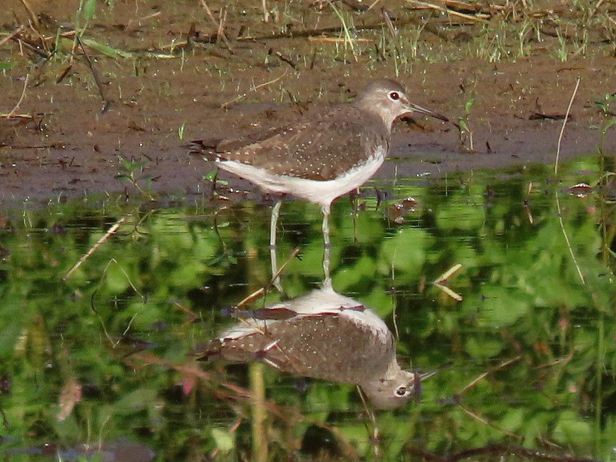 Черныш - ML645773706