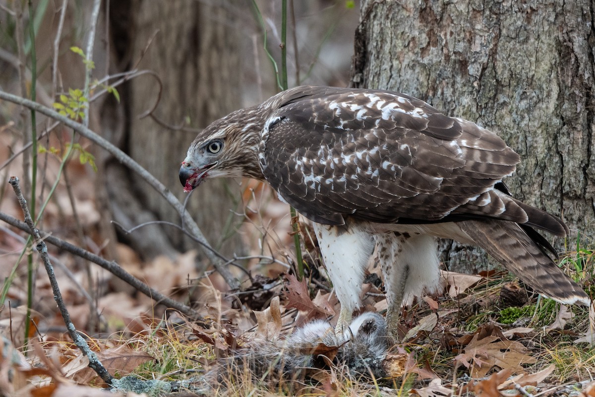 Краснохвостый канюк - ML645773707
