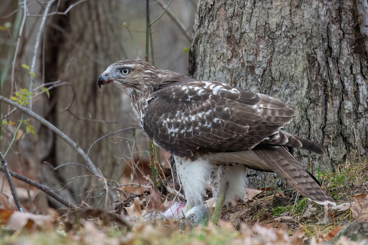 Краснохвостый канюк - ML645773708