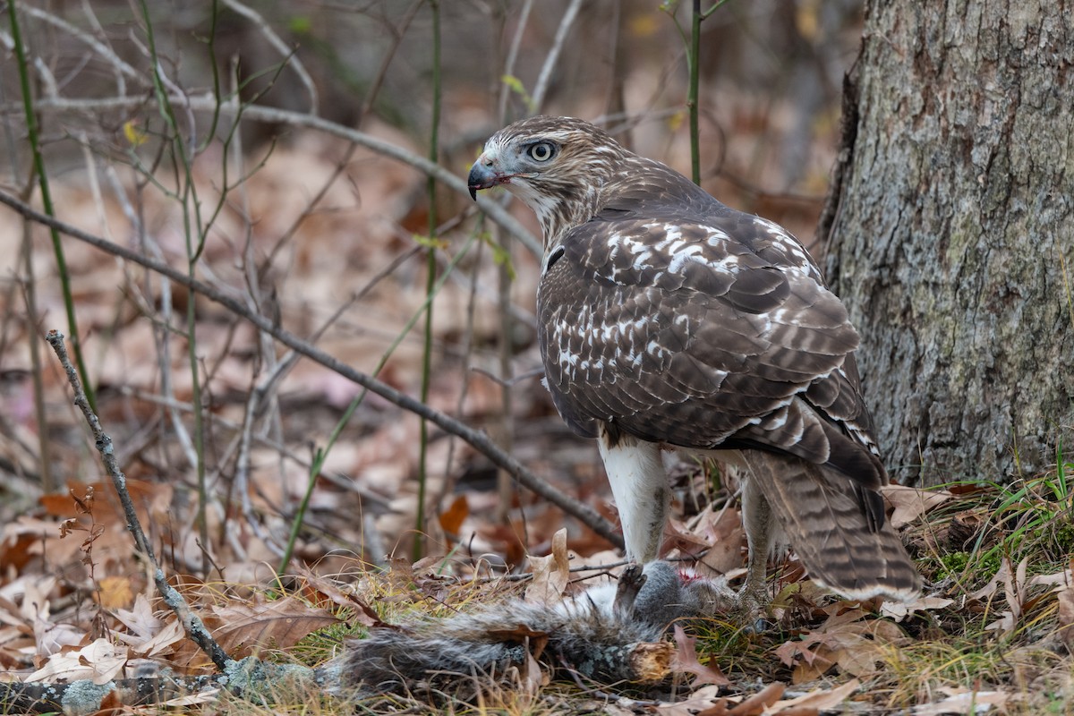 Краснохвостый канюк - ML645773709
