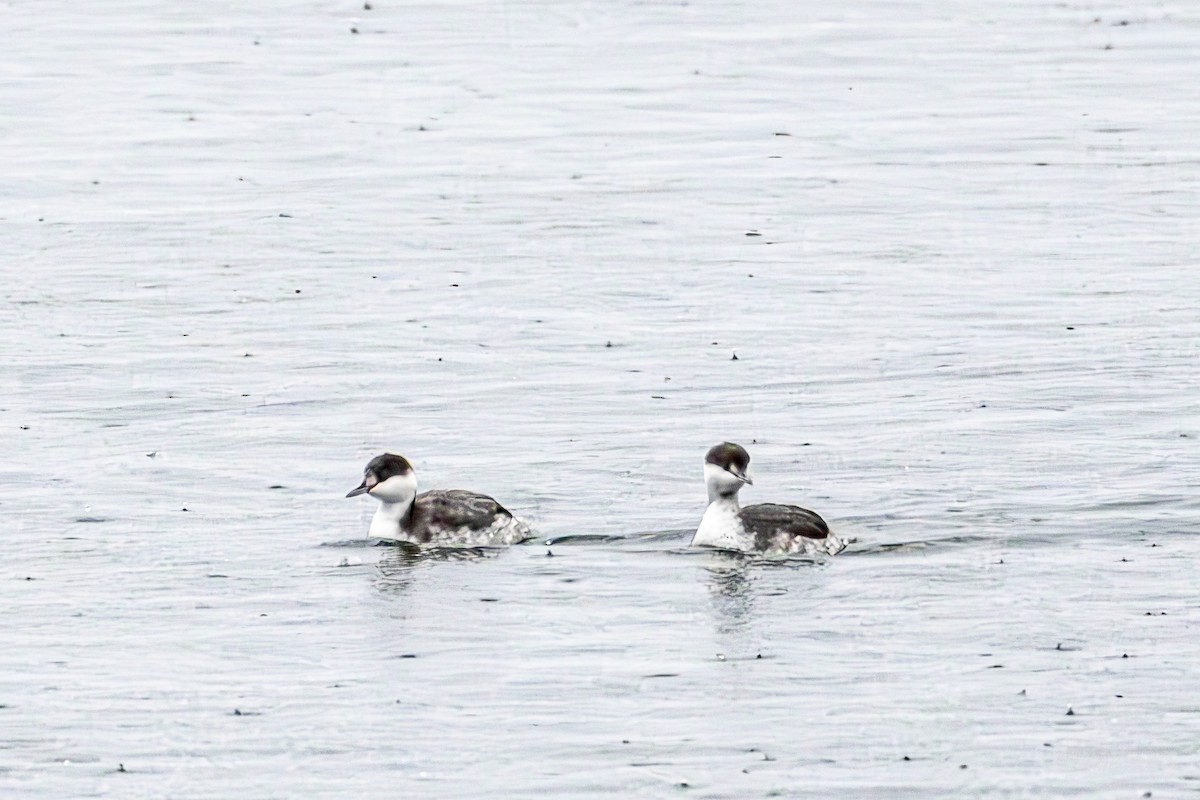 Красношейная поганка - ML645773710