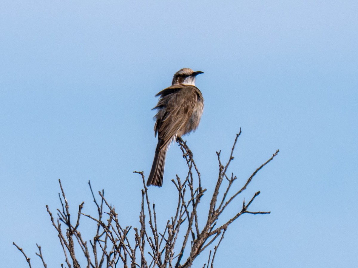 Tawny-crowned Honeyeater - ML645773712