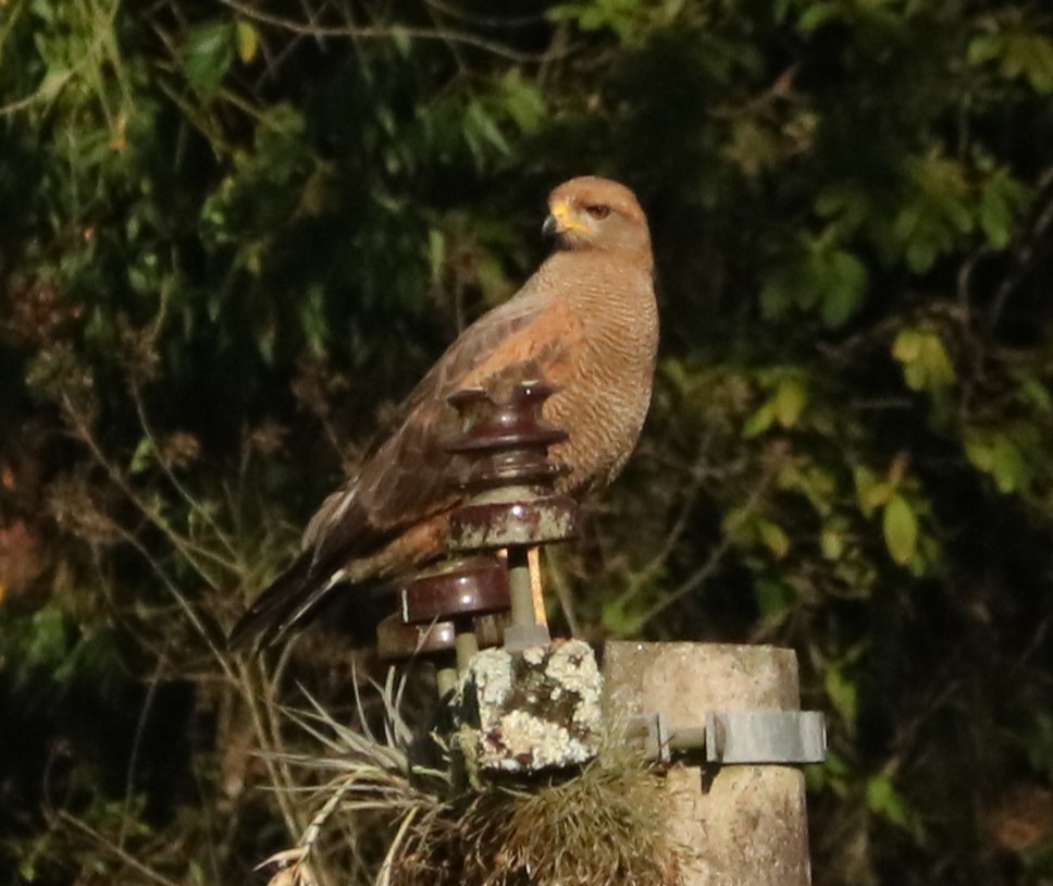 Busardo Sabanero - ML645773714