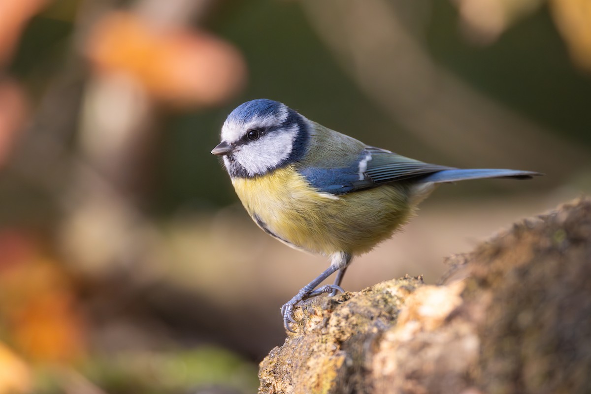 Eurasian Blue Tit - ML645773718